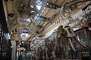 Archivo:Compared Osteology Room La Plata Museum