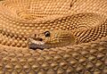 Crotalus-basiliscus-basiliskenklapperschlange