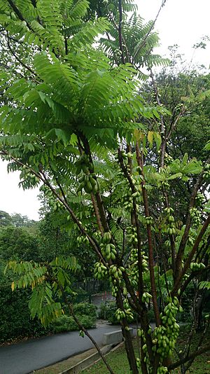 Archivo:Cucumber tree (Averrhoa bilimbi)