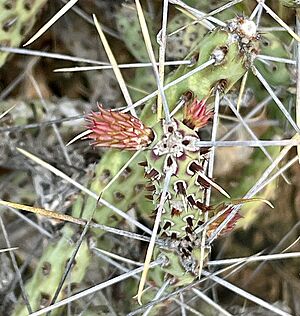 Archivo:Cylindropuntia tesajo 5