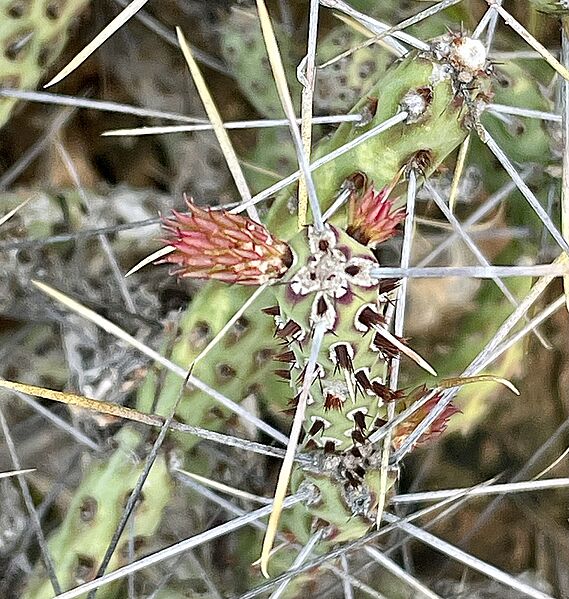 Cylindropuntia tesajo 5