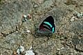 Diaethria neglecta (Neglected Eighty-eight) 2015-06-14 (2) (39432745265)