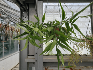 Archivo:Disocactus biformis5