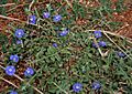 Dwarf Morning-glory (Evolvulus alsinoides) in Hyderabad W IMG 7978
