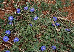 Dwarf Morning-glory (Evolvulus alsinoides) in Hyderabad W IMG 7978.jpg