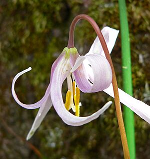 Archivo:Erythronium revolutum 7