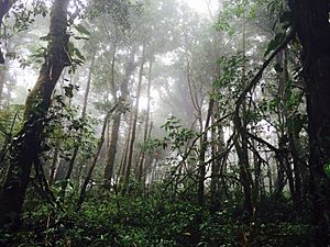 Archivo:Filtración de agua
