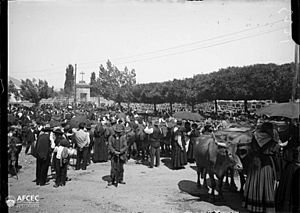 Archivo:Fira amb gent i algunes vaques en una plaça voltada d'arbres