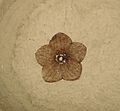 Florissantia quilchenensis 01 SRIC