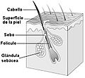 Folículo piloso