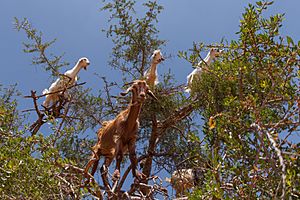 Archivo:Goats in an argan tree