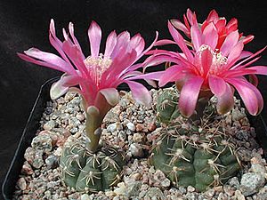 Archivo:Gymnocalycium baldianum1MTFL