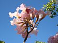 Handroanthus heptaphyllus flowers