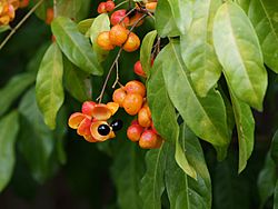Harpullia pendula - fruiting tree.jpg