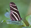 Heliconius charithonia, Mariposario de Icod de los Vinos, Tenerife, España, 2012-12-13, DD 05