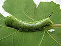 Hippotion celerio larva