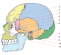 Human skull side bones numbered