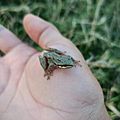 Hyla eximia (Dryophytes eximius)