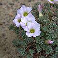 IMG 5972-Oxalis enneaphylla