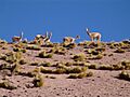In Atacama Desert