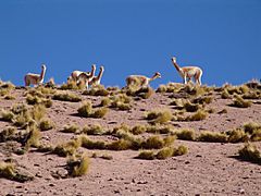 In Atacama Desert