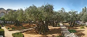 Archivo:Jerusalem Gethsemane tango7174