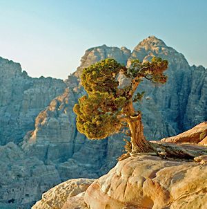 Archivo:Juniperus phoenicea Petra