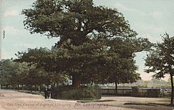 Archivo:Lillington Midland Oak 1909