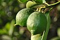 Limon1