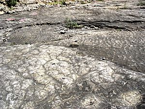 Archivo:Loulle dinosaur tracks site - Stromatolites and ripples