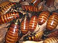 Madagascar hissing cockroaches CAS 2