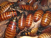 Archivo:Madagascar hissing cockroaches CAS 2