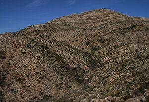 Archivo:Matamon, 2