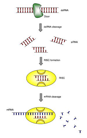 Archivo:Mechanism of RNA interference