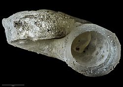 Munditia anomala Powell, 1940 (AM MA72098-1).jpg