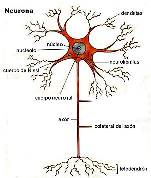 Archivo:Neurona