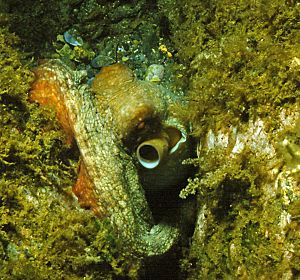 Archivo:Octopus vulgaris Cuvier, 1797 2