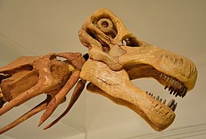 Archivo:Opisthocoelicaudia Museum of Evolution in Warsaw 14