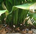 Orchidantha maxillarioides BotGardBln07122011B