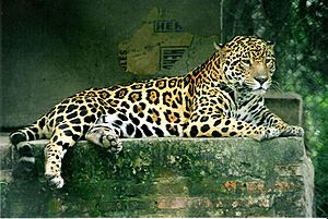 Archivo:Panthera onca