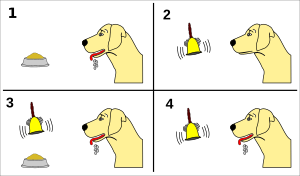 Archivo:Pavlov's dog conditioning
