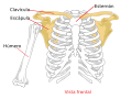 Pectoral girdle front diagram es