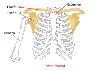 Pectoral girdle front diagram es.svg
