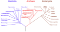 Phylogenetic tree