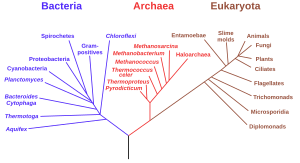 Archivo:Phylogenetic tree