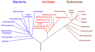 Archivo:Phylogenetic tree