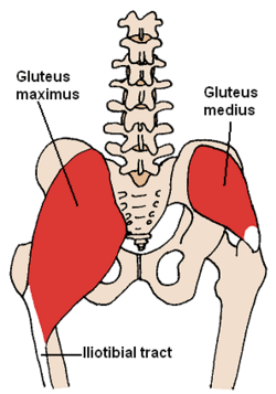 Archivo:Posterior Hip Muscles 3