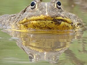 Archivo:Pyxicephalus edulis autour du complexe Pendjari