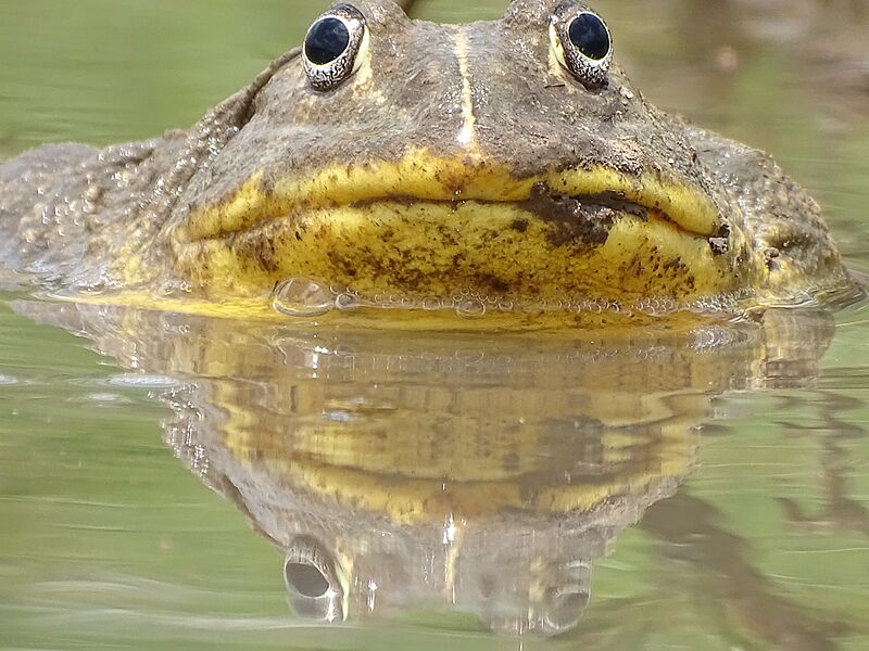 Pyxicephalus edulis autour du complexe Pendjari
