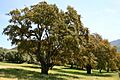 Quercus suber JPG1